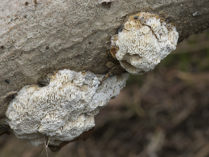 Ceriporiopsis pseudogilvescens